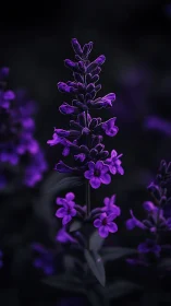 Purple Lavender Spike in Dramatic Night Lighting