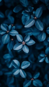 Close-up of blue-toned foliage with small central buds.