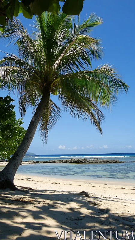 Coconut Palm Specimen Overlooking Turquoise Lagoon Waters