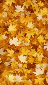 Fallen maple leaves form dense yellow and orange background