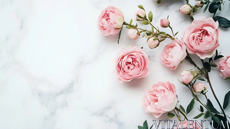 Pink Garden Peonies and Rose Buds on Marble Surface.