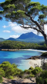 Sentinel Tree Frames Paradise Beach Below Mountain's Emerald Watch
