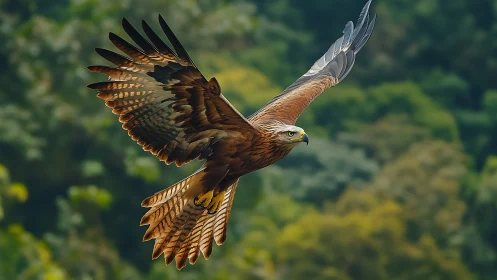 Majestic brown eagle soaring over green forest, vivid wildlife photo.