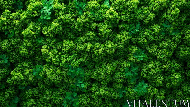 Vibrant Green Herb Foliage Garden.