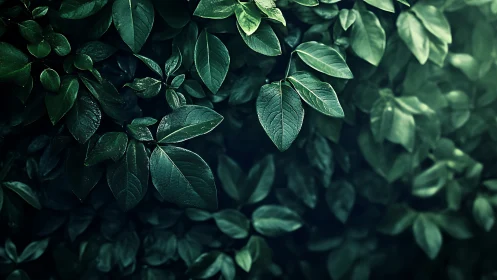 Glossy green leaves form dense hedge with moody lighting