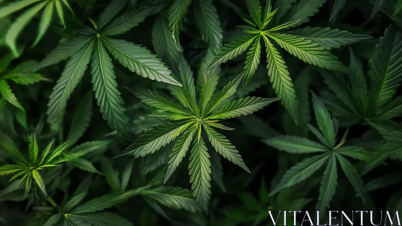 Cannabis leaves spread in lush overlapping green layers.