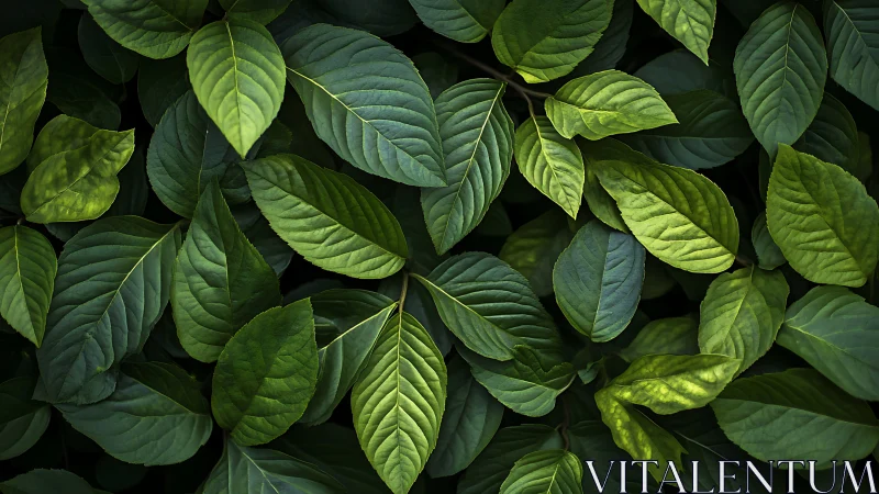 Overhead view records layered green foliage with veined leaves