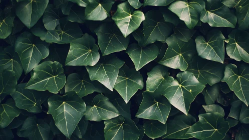 Dense ivy foliage with layered green heart-shaped leaves.
