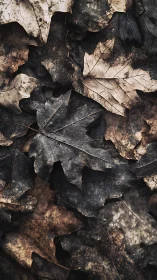 Macro photograph of decayed maple leaves in muted earthy tones.