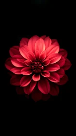 Radiant Red Dahlia Bloom Glowing Against Deep Black