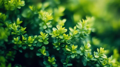 Lush green foliage glows softly in a tranquil close‑up view