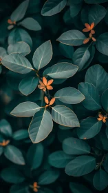 Selective focus isolates teal foliage with contrasting orange tips