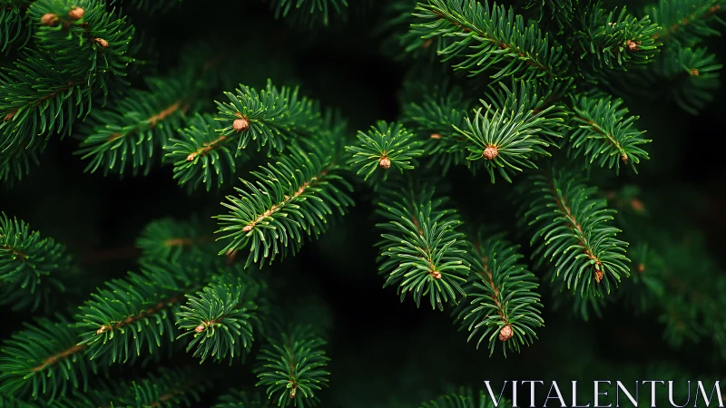 Evergreen conifer needles form dense overlapping branch layers