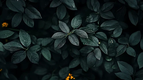 Dark green foliage with water droplets fills the frame evenly