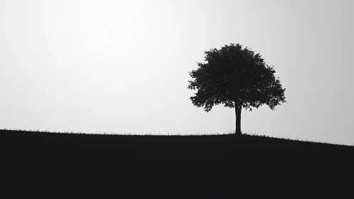 Solitary tree crowns stark hillside in high contrast light.