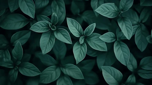 Dense green foliage fills frame under soft directional light