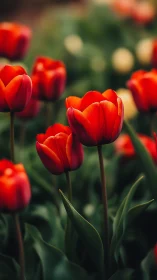 Backlit Red Tulips Display Depth-of-Field Rendering With Selective Focus Techniques