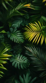 Overlapping tropical foliage with varied leaf structures.