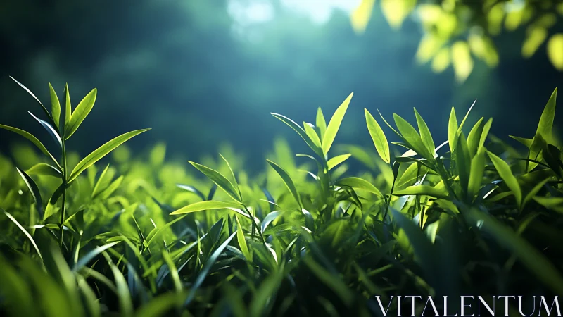 Sunlit tea leaves glow in soft morning forest light.