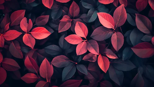 Red foliage close-up with dark background and soft light.