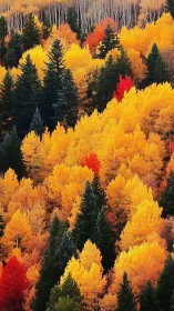 Flaming aspens tumble downhill while dark firs hold steady