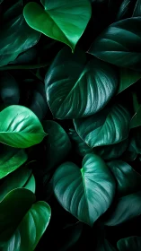 Lush emerald heart leaves create a soothing jungle embrace