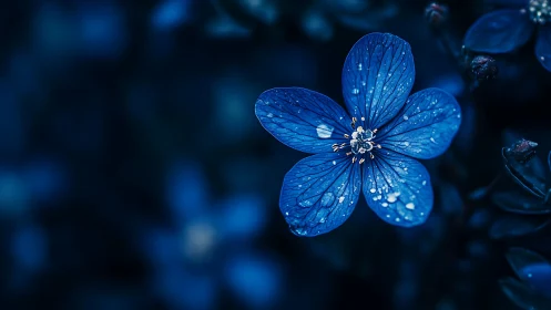 Blue Flower with Water Droplets in Nighttime Setting.