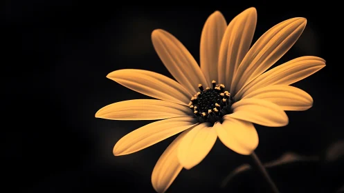 Golden Daisy Against Black: Dramatic Studio Lighting Study.
