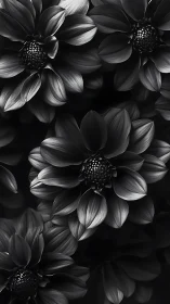 Monochromatic Dahlia Compositions Rendered Through High Contrast Black and White Tonal Range