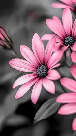 Pink daisy flowers with selective color against monochrome background.