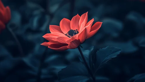 Coral flower in dramatic chiaroscuro against deep teal bokeh with selective focus
