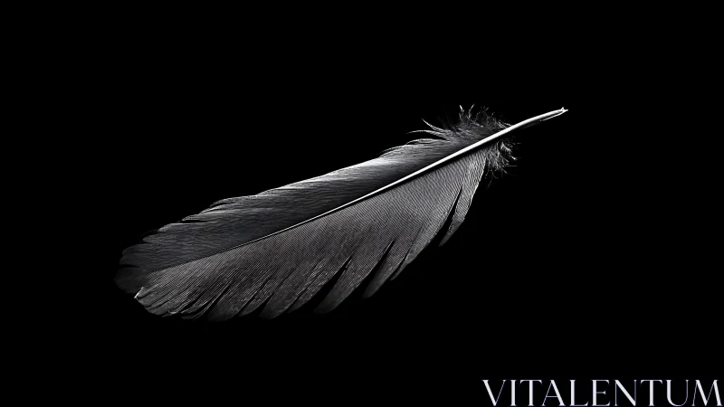 Soft single feather rests in peaceful black background