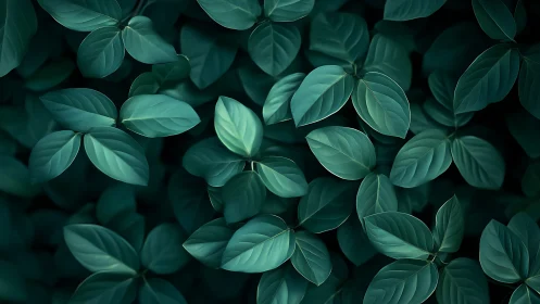 Top view of dense dark green foliage cluster pattern.