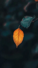 Backlit autumn leaf captured with shallow depth and high contrast