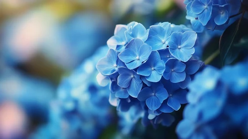 Hydrangea Inflorescence with Selective Focus Depth of Field.