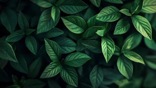 Moody green foliage with dramatic low key directional light
