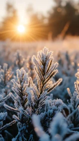 Sunlit frost-kissed pines welcoming a gentle winter morning.