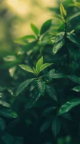 Soft morning light gently kisses fresh green leaves in peace