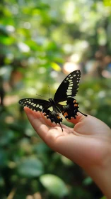 Swallowtail butterfly rests on child’s hand in soft bokeh forest