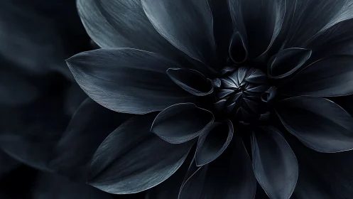 Dark Flower Bloom with Dramatic Lighting.
