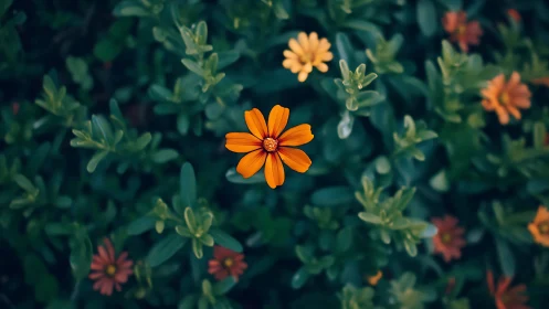 Orange Cosmos Flower in Garden. Vibrant Bloom.