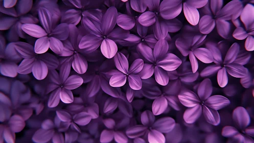 Purple lilac blooms dense with selective focus depth.