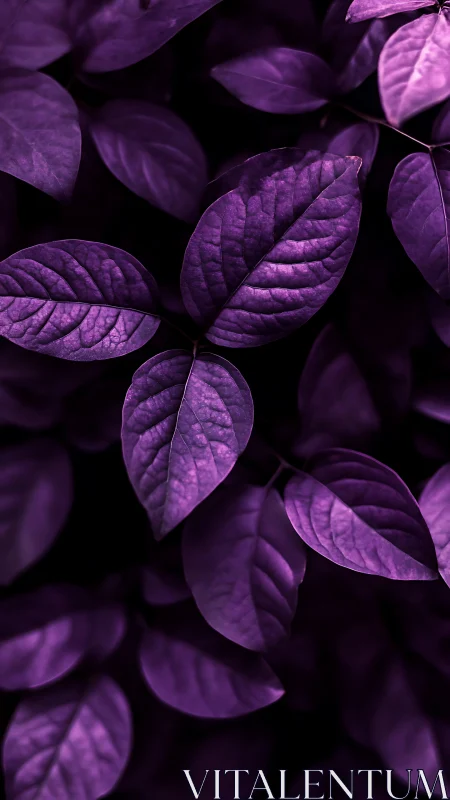Purple leaves in close-up with dark contrasting background.