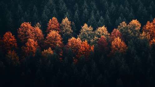 Autumn treeline glows against deep evergreen forest