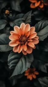 Coral Dahlia in Full Bloom Among Dark Foliage