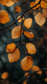 Golden autumn leaves glowing softly against deep blue woods.