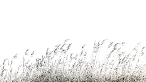 Minimalist high-key reeds bending across white horizon.
