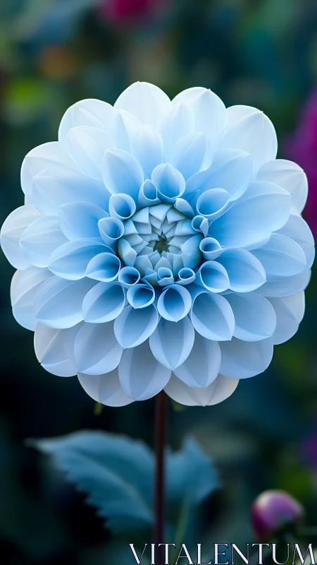 Pale Blue Dahlia Bloom in Garden Setting.