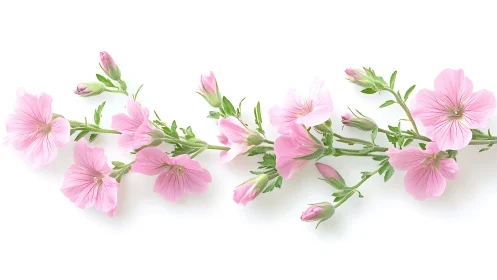 Pink Mallow Flowers in Full Bloom Against Clean White