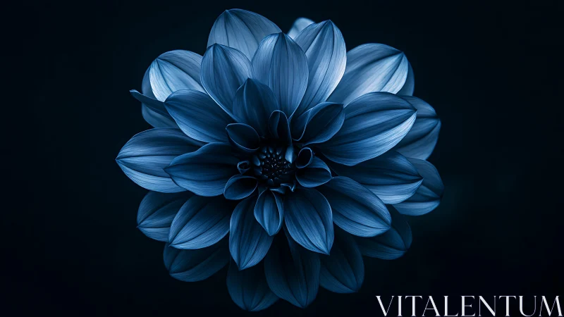Blue Dahlia Bloom in Monochromatic Darkness